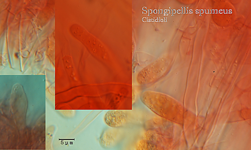 Spongipellis spumeus (Sowerby) Pat.